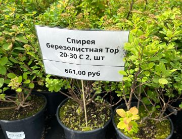 Спирея березолистная – неприхотливая изюминка вашего сада